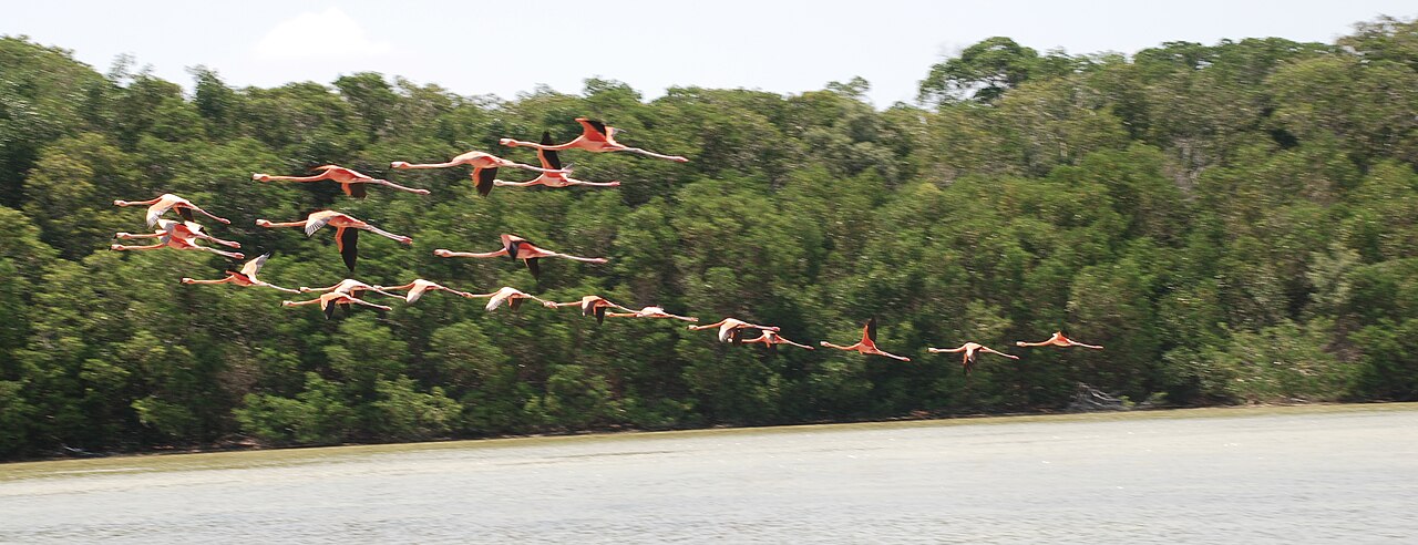 Celestún Nature Reserve photo 3