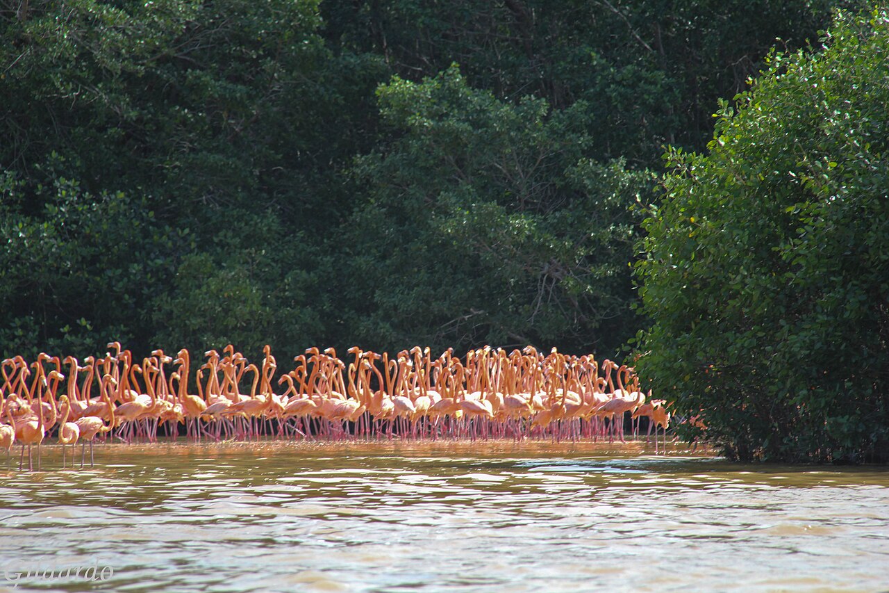 Celestún Nature Reserve photo 4
